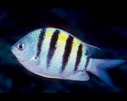 Abudefduf Saxatilis (Caribbean) M