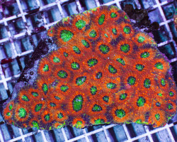 Acanthastrea Echinata (Ultra) Ml