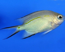 Acanthochromis Polyacanthus M