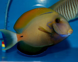 Acanthurus Fowleri Xl