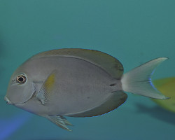 Acanthurus Nigricauda M