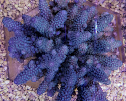 Acropora Digitifera L