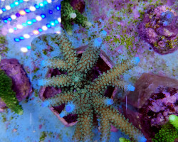 Acropora Formosa (Blue Tip) L