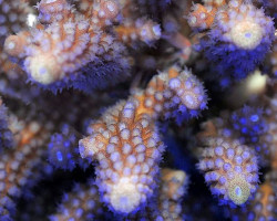 Acropora Gemmifera L
