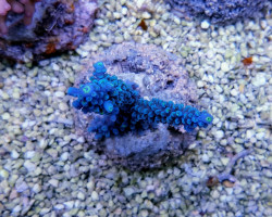 Acropora Hoeksemai M