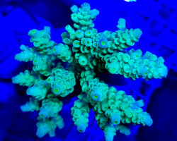 Acropora Tenuis (Greenish) Xs