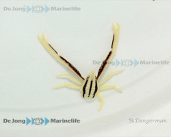 Allogalathea Elegans (Striped)