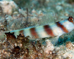 Amblyeleotris Steinitzi M