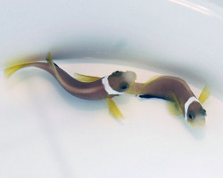 Amphiprion Nigripes M