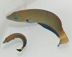 Anampses Caeruleopunctatus M