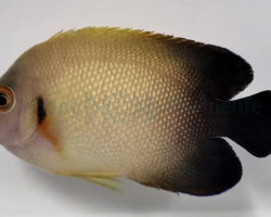 Centropyge Vrolikii Ml