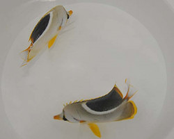 Chaetodon Ephippium Ml