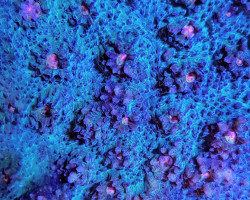 Echinophyllia Spp. Ml