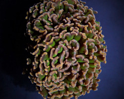 Euphyllia Ancora (Tricolor) L