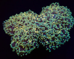 Euphyllia Divisa (Abrolhos Islands) (Ultra) S