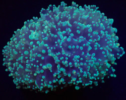 Euphyllia Divisa (Abrolhos Islands) M