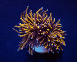 Euphyllia Glabrescens (Gold Torch) (Grade A) (1 Head.) S