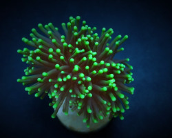 Euphyllia Glabrescens (Green) (Premium) (P/H) Xs