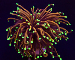 Euphyllia Glabrescens (Hellfire) M