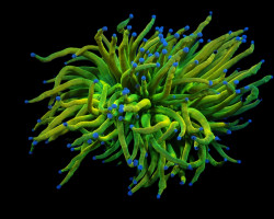 Euphyllia Glabrescens (Holy Grail) Ml