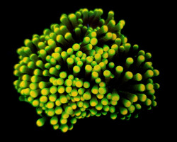 Euphyllia Glabrescens (Rasta) (P/H) Xs