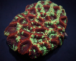 Favia Spp. (Premium) M