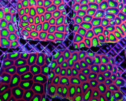 Favites Complanata (Dragon Soul) L