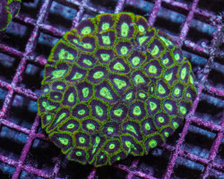 Favites Spp. (Premium) Ml