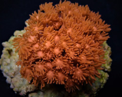 Goniopora Spp. (Red) (Premium) M