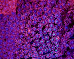 Goniopora Spp. (Red) (Premium) Ml