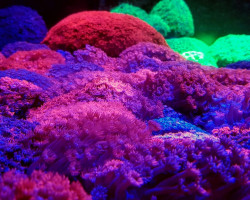 Goniopora Spp. (Red) (Premium) Xs