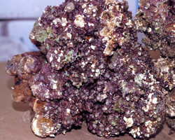 Live Rock Indonesia (P/Kg)