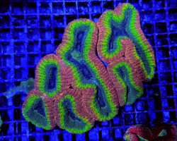 Lobophyllia Spp. (Splitcolor) (Premium) Xl