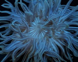 Macrodactyla Doreensis L