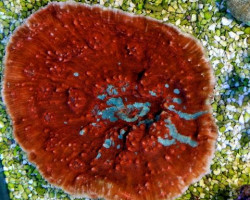 Oxypora Spp. (Ultra) Ml