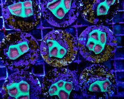 Plesiastrea Spp. (Premium) Xs