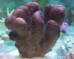 Pocillopora Eydouxi (Pink) S