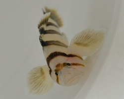 Priolepis Nocturna S