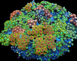 Zoanthus Spp. (Premium) (Colored) (Vietnam) S