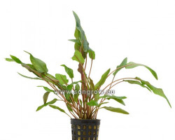 Cryptocoryne Blassii