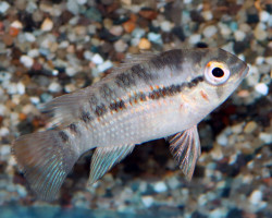 Krobia Xinguensis S/M