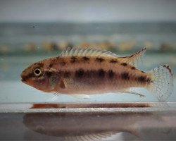 Congochromis Sabinae L