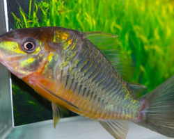 Corydoras Orphnopterus L