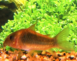 Corydoras Aeneus Orange Venezuela S