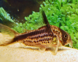 Corydoras Axelrodi L