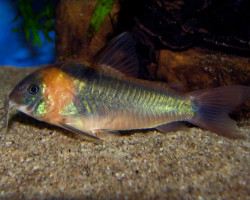 Corydoras Eques M