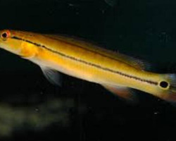 Crenicichla Xingu 1 M