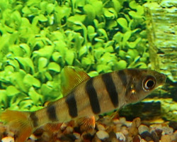 Distichodus Sexfasciatus S