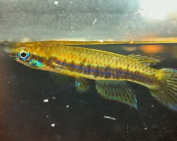 Epiplatys Nigricans Moke Mambili M