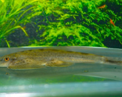 Hemimyzon Nanensis L